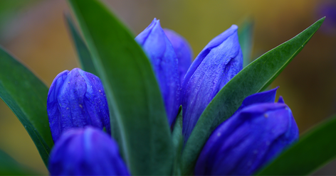 laowa-60-2-8-ultra-macro-2-1_0.png