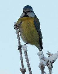 vinter-snapshots_0.jpg