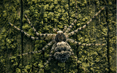 tavlingen-macro_0.jpg