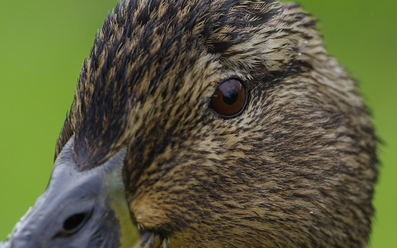 pentax-hd-d-fa-150-450-4-5-5-6-ed-dc-aw_0.jpg
