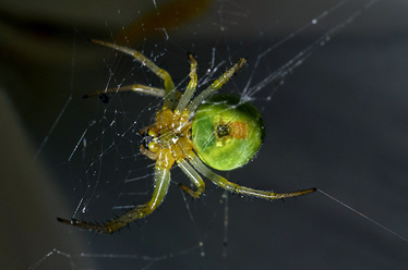 midnight-spider_0.jpg