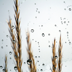 macro-bubblor_0.jpg
