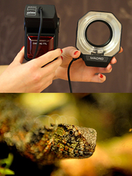 ringblixt-990kr-_0.jpg