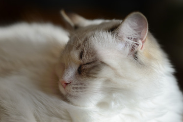 nikon-d4-professionell_0.jpg