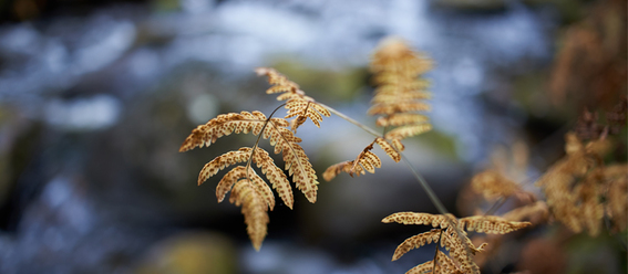 voigtlander-skopar-28mm-f2-8-sl-ii-n_0.jpg