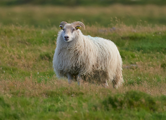 sauðfé_0.jpg