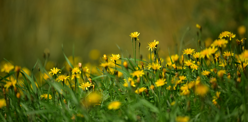 nikon-af-p-70-300-4-5-5-6e-ed-vr_0.png