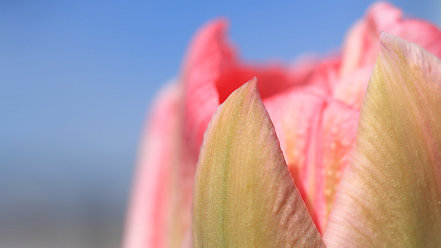 canon-ef-s-35-2-8-macro-is-stm_0.png